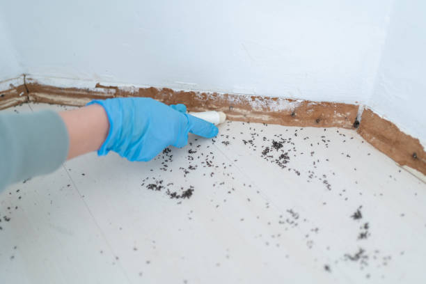 Best Ant Control Services  in Nashua, NH